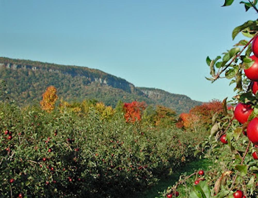 Indian Ladder Farms