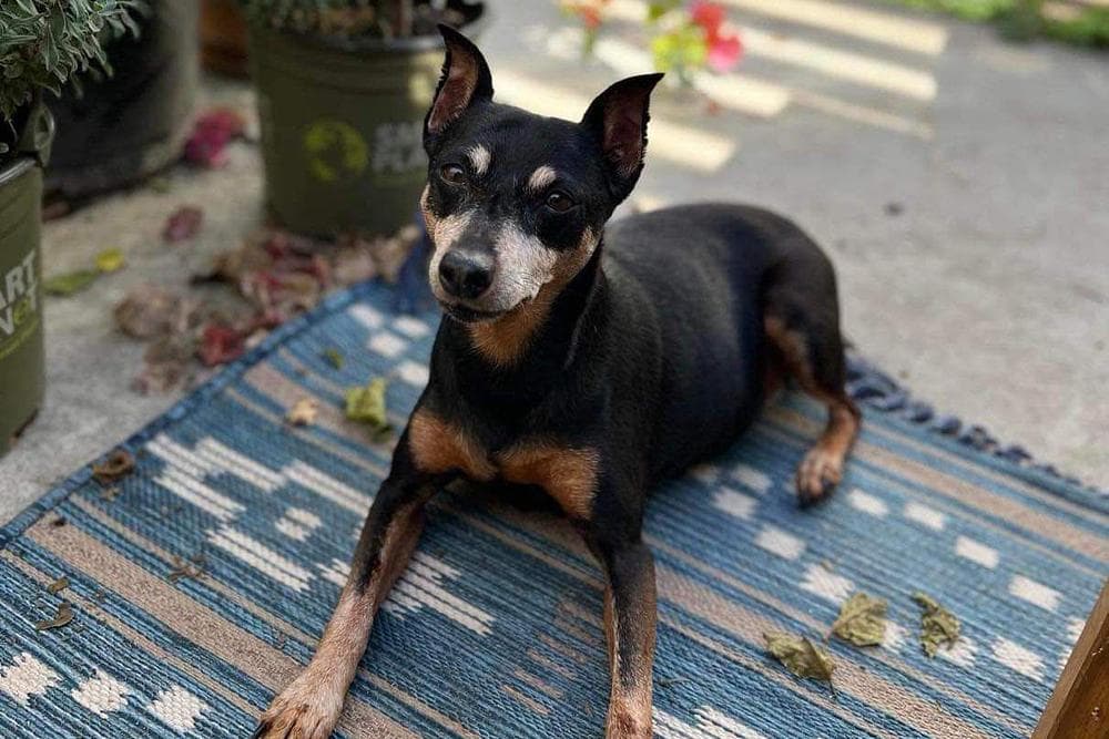 Dog: LILI RAMIREZ Owner: LISA-RENEE RAMIREZ