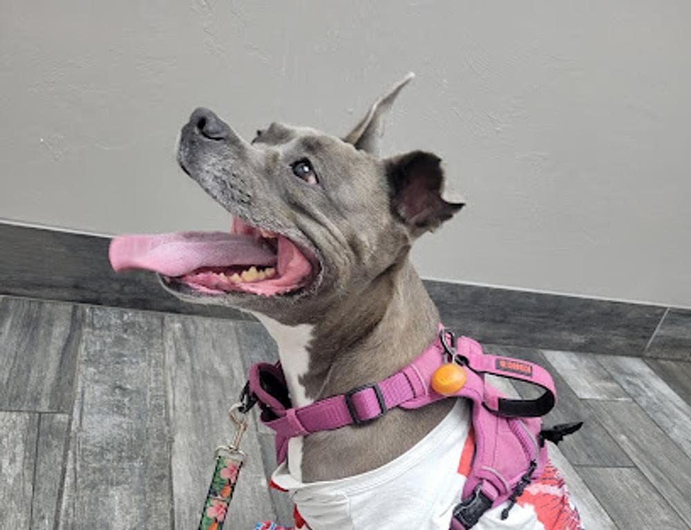 Mountain View Animal Clinic & Pet Hotel