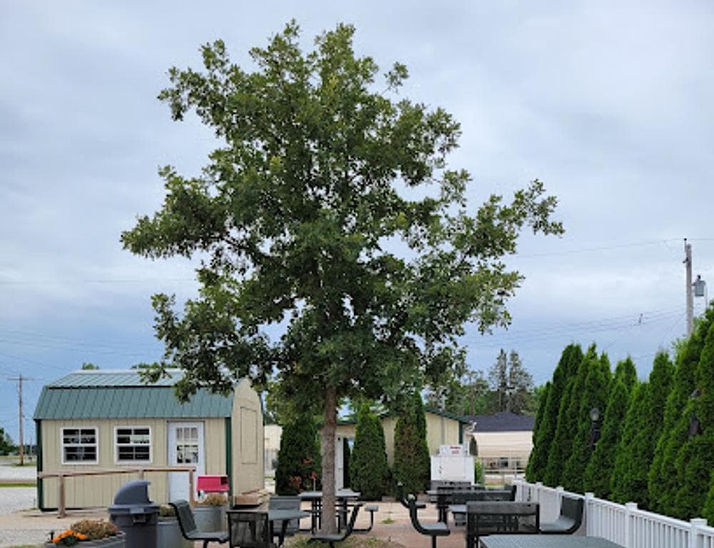 The Corndog Stand