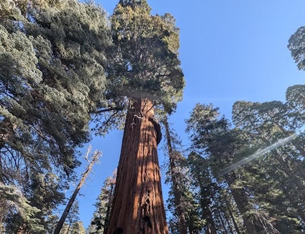 Sequoia & Kings