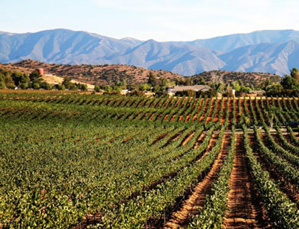 Reyes Winery
