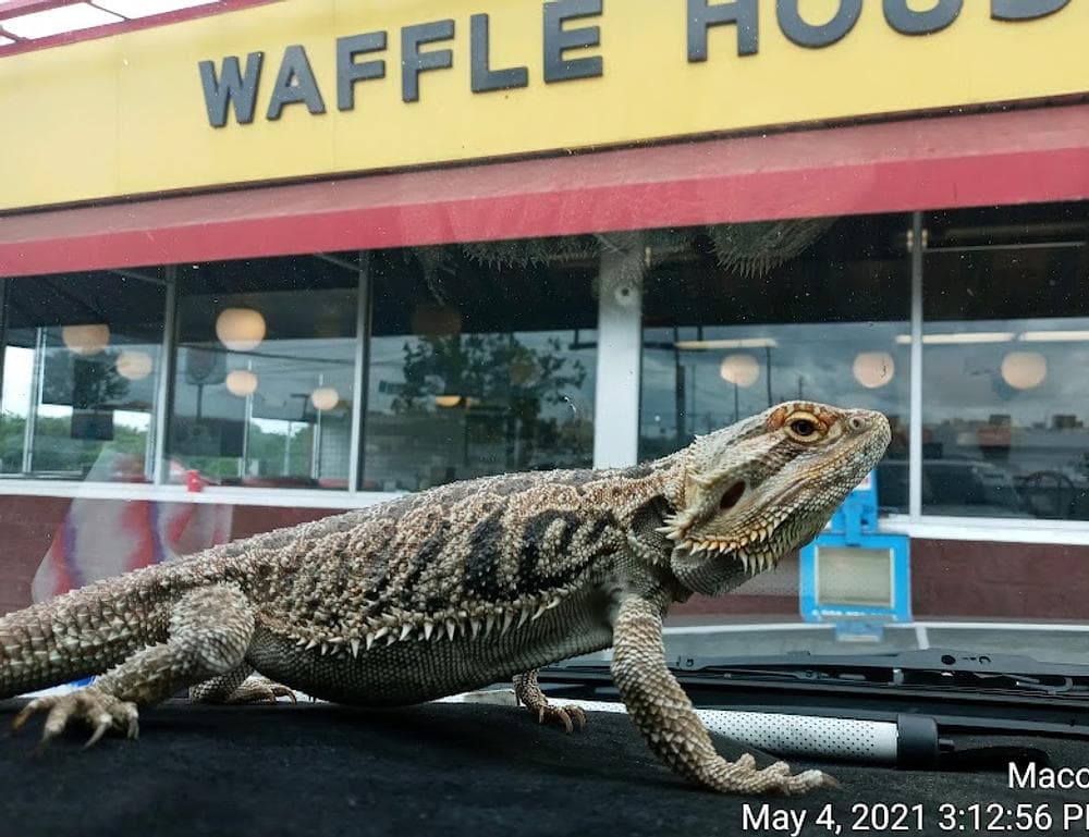 Waffle House