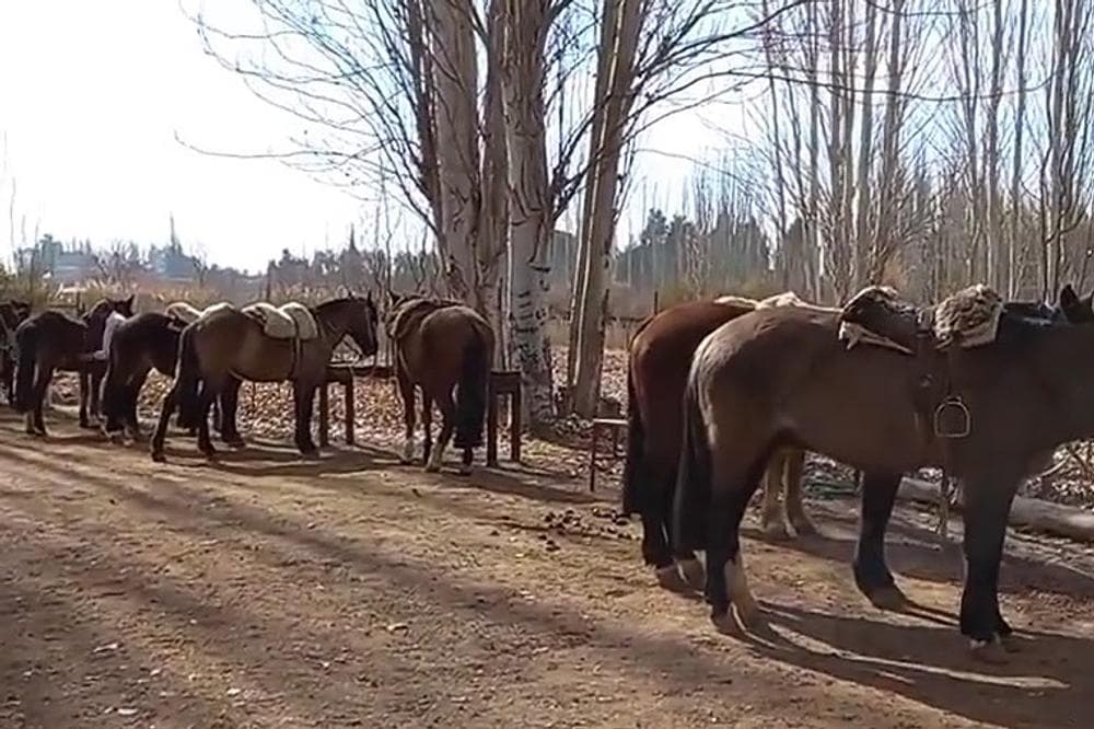Cabalgatas Rancho Viejo