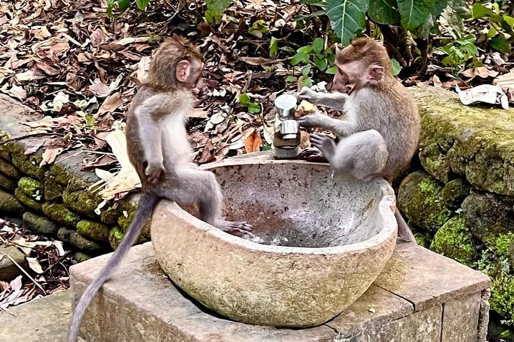 Monkey Forest Bud